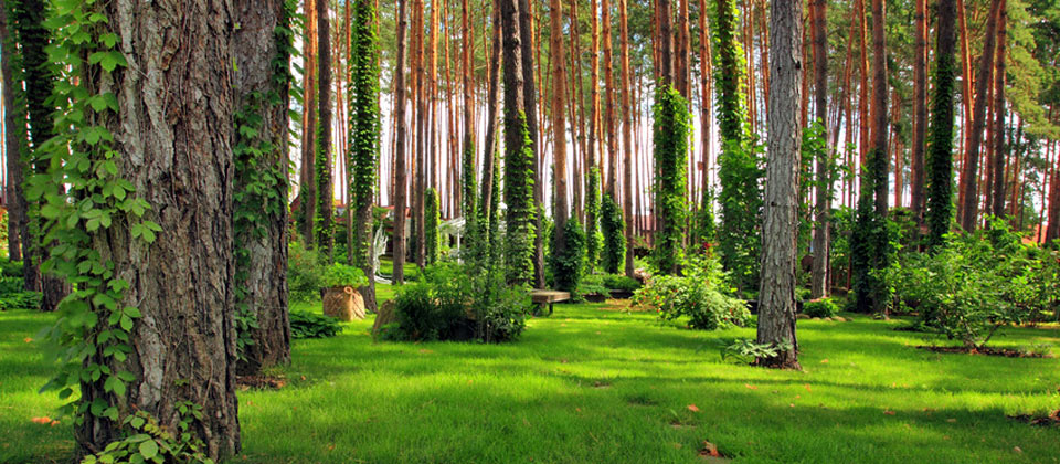 Geburtsvorbereitung und HypnoBirthing® Wien